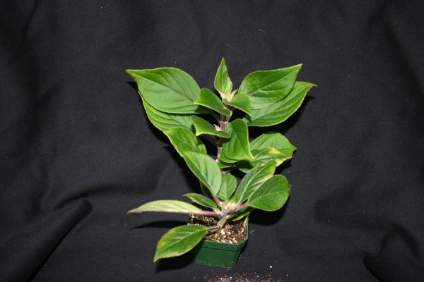http://www.cloudjungle.com/CloudJungle/Gesneriaceae/Nematanthus/nematanthus villosus.jpg